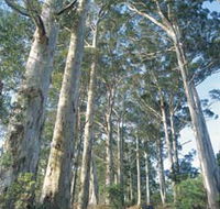 The Great Forest Trees Drive - Accommodation Guide