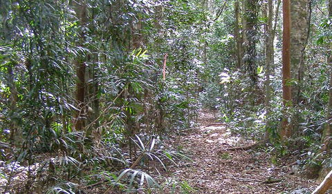 Big Scrub Loop Walking Track - Accommodation Asia 0