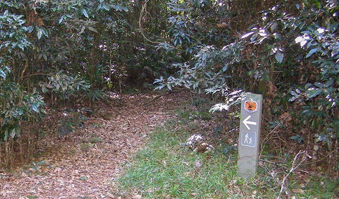 Big Scrub Loop Walking Track - Accommodation Asia 2