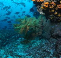 Henderson Rock Dive Site - Accommodation Guide