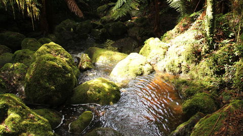 South East Forests National Park - Accommodation Guide 0