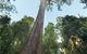 Burrawan State Forest - thumb 1