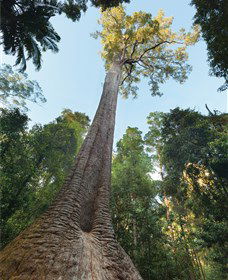 Burrawan State Forest - Accommodation Asia 1