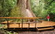Burrawan State Forest - thumb 0