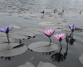 Abundance Lifestyle And Garden - Accommodation Guide 8