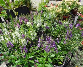 Abundance Lifestyle And Garden - Accommodation Guide 7