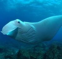 Manta Bommie Dive Site - Accommodation Guide