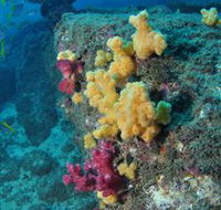 Shag Rock Dive Site - Accommodation Guide