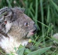 Koala Hospital - Accommodation Asia