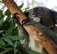 Macquarie Nature Reserve - Accommodation Asia