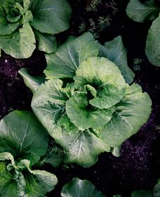 Yoga Retreat - Accommodation Asia 5