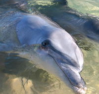 Dolphins of Monkey Mia - Accommodation Guide