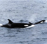 Killer Whale Trail - Accommodation Asia