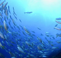 Cape Byron Marine Park - Accommodation Asia