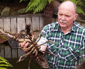 Lobster Ponds - Accommodation Guide 0