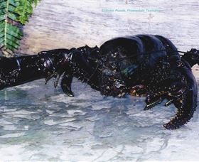Lobster Ponds - Accommodation Guide 2