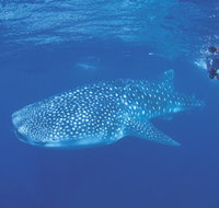 Ningaloo Reef - Accommodation Asia