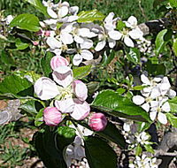 Avro Park Orchards - Accommodation Guide