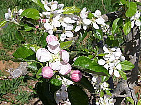 Avro Park Orchards - Accommodation Guide 0