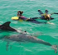 Rockingham Wild Encounters - Swim with Wild Dolphins - Accommodation China
