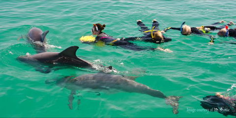 Rockingham Wild Encounters - Swim With Wild Dolphins - Accommodation China 2