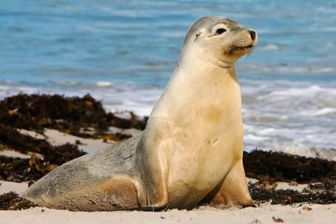 Kangaroo Island Odysseys - Accommodation China 15