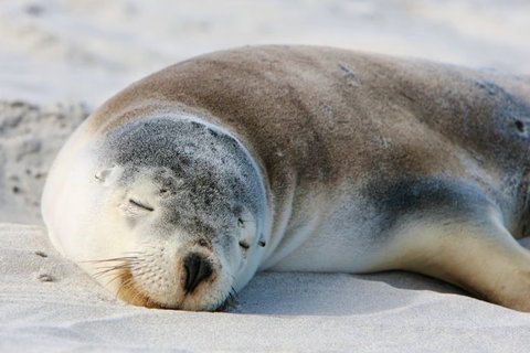 Kangaroo Island Odysseys - Accommodation China 19