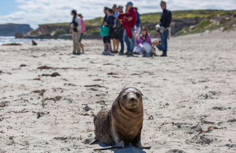 Kangaroo Island Odysseys - Accommodation China 21