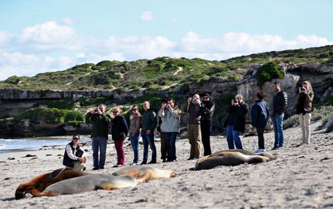 Kangaroo Island Odysseys - Accommodation China 25