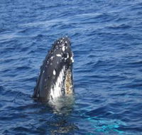 Jervis Bay Whales - Accommodation Asia