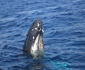 Jervis Bay Whales - Accommodation Asia 0