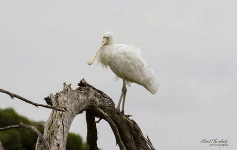 Melbourne Birding Tours - Accommodation Asia 6