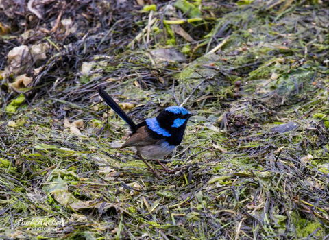 Melbourne Birding Tours - Accommodation Asia 7