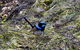 Melbourne Birding Tours - thumb 8