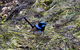 Melbourne Birding Tours - thumb 9