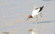 Melbourne Birding Tours - thumb 14