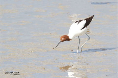 Melbourne Birding Tours - Accommodation Asia 14