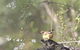 Melbourne Birding Tours - thumb 15