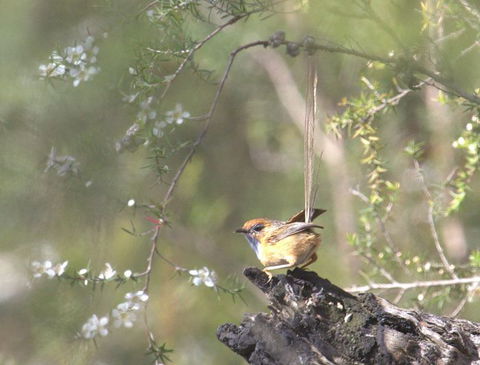 Melbourne Birding Tours - Accommodation Asia 15