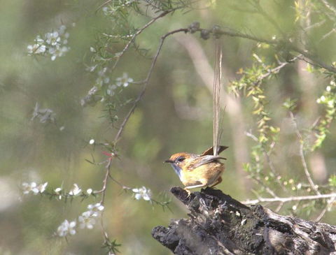 Melbourne Birding Tours - Accommodation Asia 16