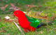 Melbourne Birding Tours - thumb 19