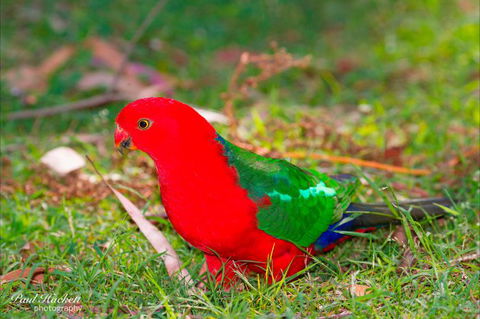 Melbourne Birding Tours - Accommodation Asia 20