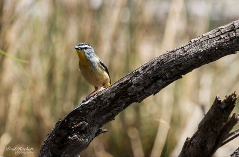 Melbourne Birding Tours - Accommodation Asia 22