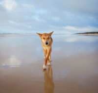 Fraser Island Adventure Tours - Accommodation Asia