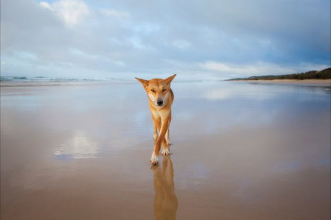 Fraser Island Adventure Tours - Accommodation Guide 9