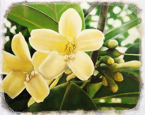 Claire Souter Gallery - Accommodation Guide 1