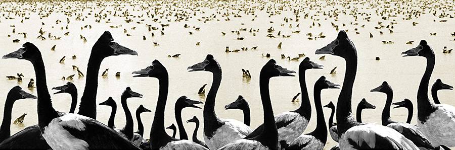 Coconut Grove NT Accommodation Guide