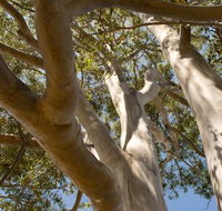 Lindsay Pryor Walk Australian National University - Accommodation Guide