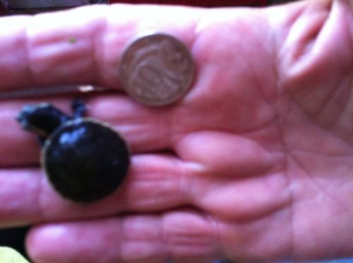 Marlow Lagoon NT Accommodation Guide