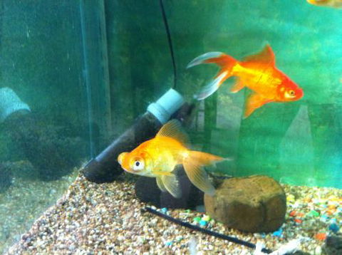Hurley’s Aquariums - Accommodation China 2